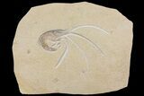 Huge, Fossil Shrimp (Antrimpos) with Floating Crinoids - Germany #167797-2